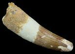 Spinosaurus Tooth - Nice Section Of Root #52073-1